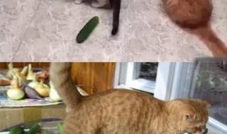 猫为什么怕黄瓜 猫可以吃黄瓜吗